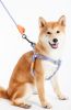 Touchdog 'Macaron' 2-in-1 Durable Nylon Dog Harness and Leash